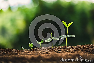 Plant Seeds Planting trees growth,The seeds are germinating on good quality soils in nature Stock Photo