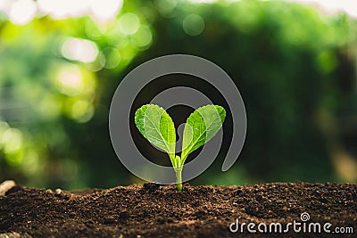 Plant Seeds Planting trees growth,The seeds are germinating on good quality soils in nature Stock Photo