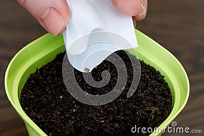 Plant the seeds in a pot of soil Stock Photo