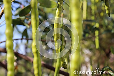 Plant Senna - green pods Stock Photo