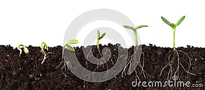 Plant Sequence Cutaway Stock Photo