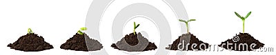 Plant Sequence on Dirt Piles Stock Photo