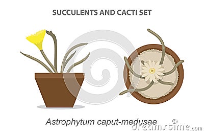 Astrophytum caput-medusae Succulent and Cacti Set Vector Illustration Vector Illustration