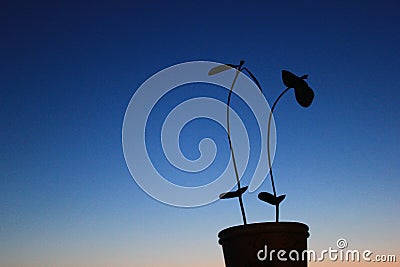 plant Stock Photo