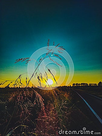 Plant on the shore of a stream in the countryside with sunset view and Planet Venus. Stock Photo