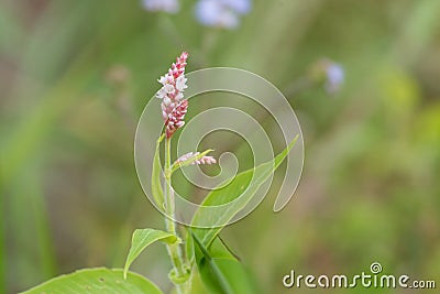 Plant sideway Stock Photo