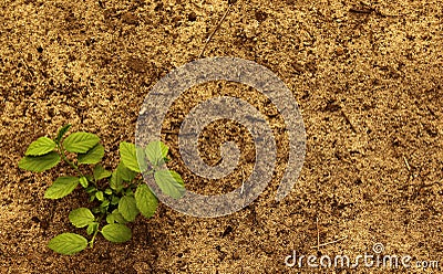 Plant with soil Stock Photo