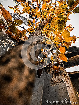 plant with soil and roots in a bucket Stock Photo