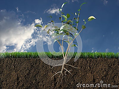 Plant in soil section Stock Photo