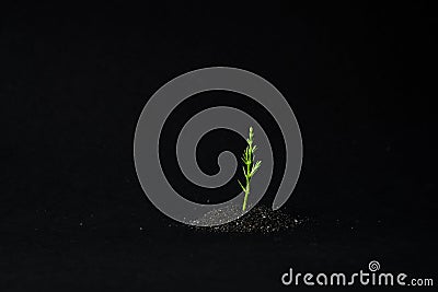 The plant sprouted through the black sand. green sprout in the sand close-up. new life care for nature. life force Stock Photo