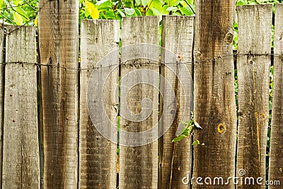 Plant sprouted through a real wooden fence Stock Photo