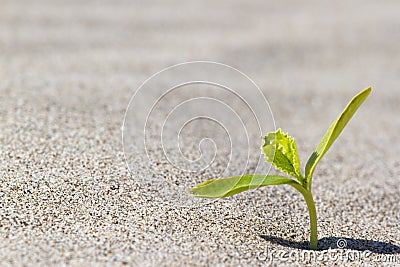 Plant sprouting in the desert Sahara. Seedling sand Stock Photo