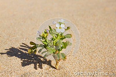 Plant sprouting in the desert Sahara. Seedling sand background Stock Photo