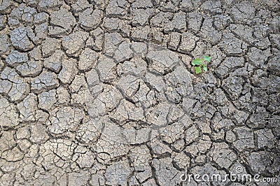 Plant sprouting in dried cracked river bed soil Stock Photo