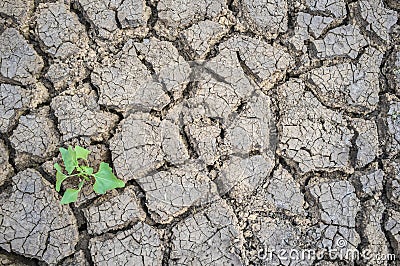 Plant sprouting in dried cracked river bed soil Stock Photo