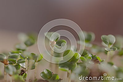 Plant sprouting. Seedling on black soil. Just growing fresh green Stock Photo