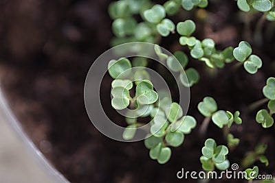 Plant sprouting. Seedling on black soil. Just growing fresh green Stock Photo