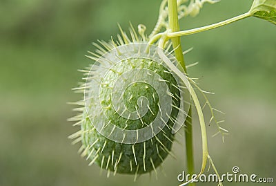 Plant squirting cucumber on green background Stock Photo