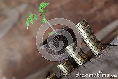 Plant and stacks of coins Stock Photo