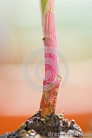 Plant stem Stock Photo