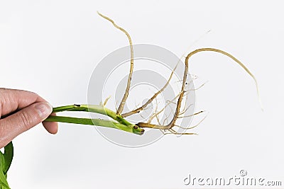 Plant stem of Pothos houseplant cutting Stock Photo