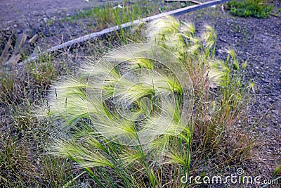 Plant Stipa grass Stock Photo