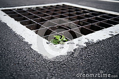 Plant on Storm Water drain. Stock Photo