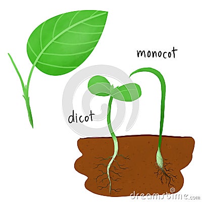 Part of leaf. dicot and monocot Stock Photo