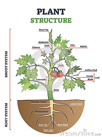 Plant structure with root, stem and leaf anatomical sections outline diagram Vector Illustration