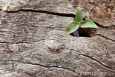 plant surviving in the wood hole Stock Photo