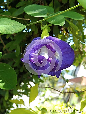 This plant is a Telang flower which has purple flowers Stock Photo