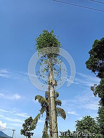 Plant on telephonic post Stock Photo