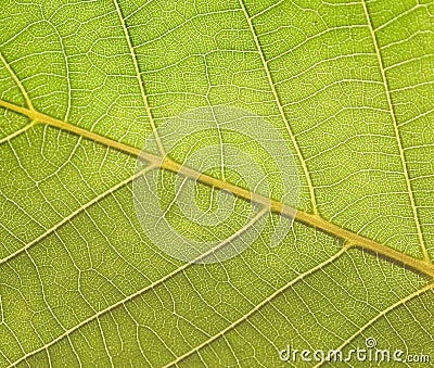 Plant texture Stock Photo