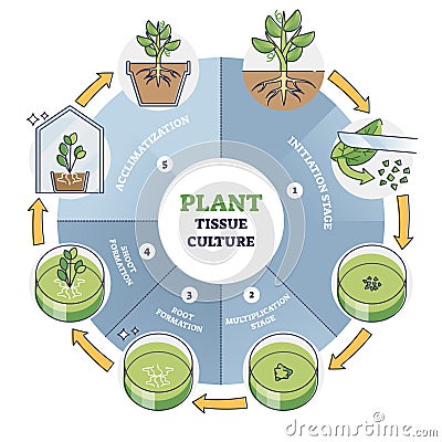 Plant tissue culture process stages with cells growth steps outline diagram Vector Illustration