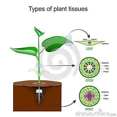 Plant tissues. Cross section of Root, stem and leaf Vector Illustration