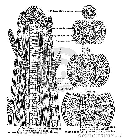 Plant Tissues vintage illustration Vector Illustration