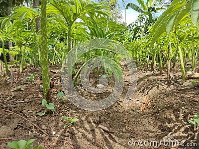 Plant and tree colture Stock Photo