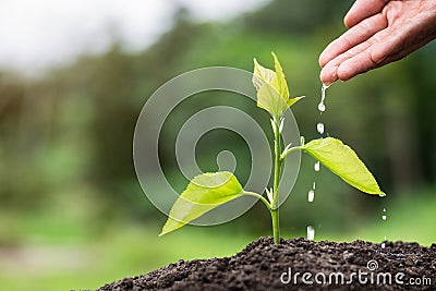 Plant a tree, Farmer`s hand watering a young plant, Seedling care, World Environment Day Stock Photo