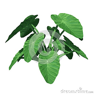 Front view of Plant Taro Colocasia Esculenta Tree illustration vector Stock Photo