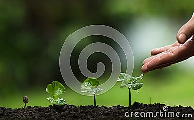 Plant a tree,Grow coffee trees, freshness, hands protecting trees, watering, growing, green, Stock Photo