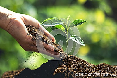 Plant a tree Hands are putting soil and water to the trees Stock Photo