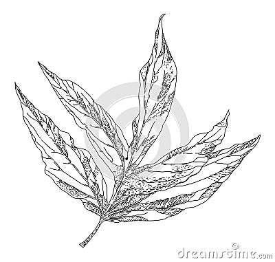 Plant or tree leaf, monochrome sketch outline Vector Illustration