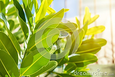 Plant tree leaf outdoors sunlight photosynthetic leaves produce green Chlorophyll science of nature Stock Photo