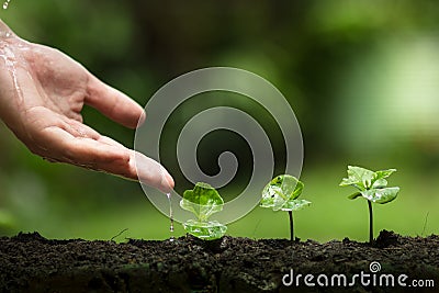 Plant a tree,Protect the tree,Hand Help the tree,Growing step,Watering a tree,care tree,nature background Stock Photo