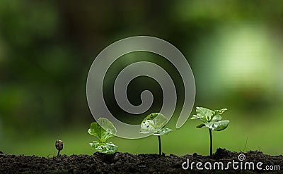 Plant a tree,Protect the tree,Hand Help the tree,Growing step,Watering a tree,care tree,nature background Stock Photo