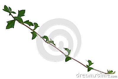 Plant tropical foliage vine, Ivy green hang isolated on white background, clipping path Stock Photo
