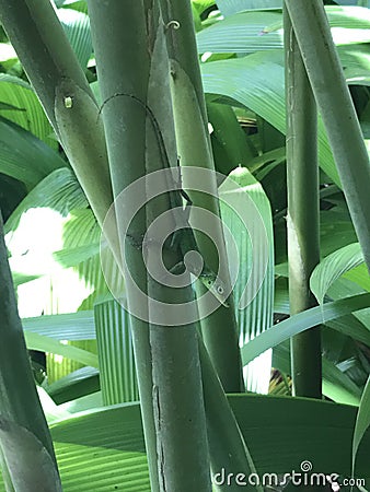 Plant Stock Photo