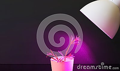 The plant under Ultraviolet led lamp closeup. LED lamp for growing plants, Phytolamps. Home plants under the fito lamp Stock Photo