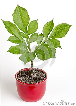 Plant Stock Photo