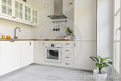 Plant in white kitchen interior with cabinets and silver cooker Stock Photo